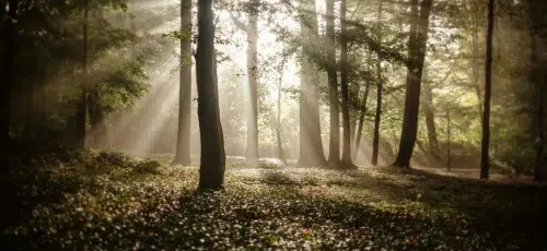 Sunlight covering the trees in the forest in autumn