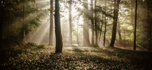 The sunlight covering the trees in the forest in autumn